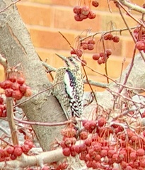 Sphyrapicus varius