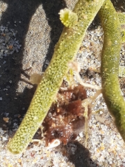 Caulerpa flexilis