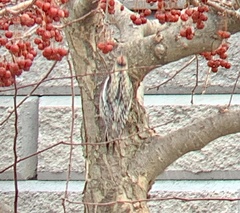 Sphyrapicus varius