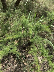 Grevillea juniperina