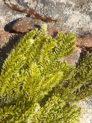 Caulerpa flexilis