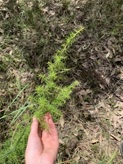 Grevillea juniperina