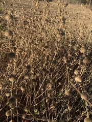 Leucas martinicensis