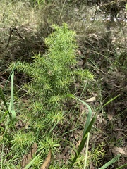 Grevillea juniperina