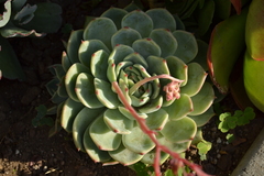 Echeveria colorata