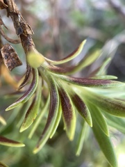 Gentianella vernicosa