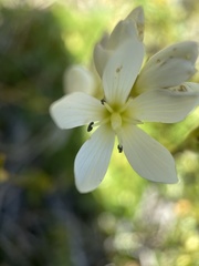 Gentianella vernicosa