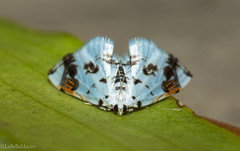 Neurophyseta