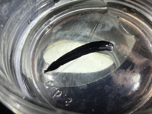 Photostomias goodyeari · iNaturalist