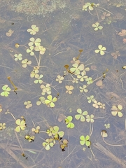 Marsilea minuta