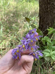 Solanum seaforthianum