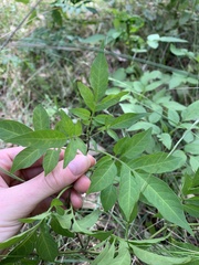 Solanum seaforthianum