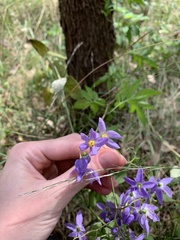 Solanum seaforthianum