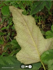 Rubus reflexus hui