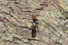 Callibracon capitator