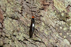 Callibracon capitator