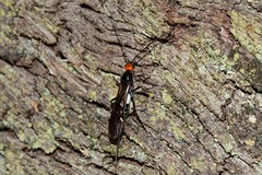 Callibracon capitator