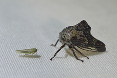 Telamona decorata