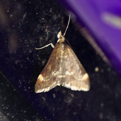 Pyrausta nicalis