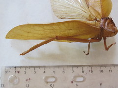Peucestes