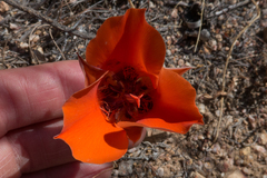 Calochortus kennedyi