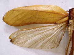 Peucestes