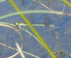 Ischnura aurora aurora