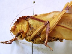 Cnemidophyllum eximium