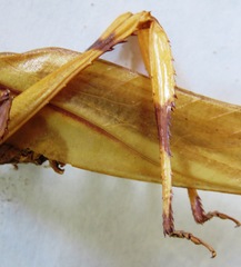 Cnemidophyllum eximium