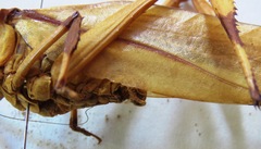 Cnemidophyllum eximium