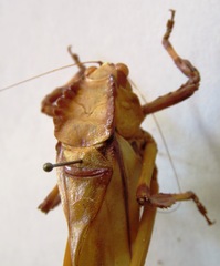 Cnemidophyllum eximium