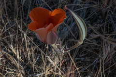 Calochortus kennedyi