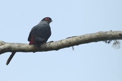 Alectroenas madagascariensis