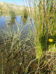 Ischnura aurora aurora