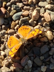 Vanessa annabella