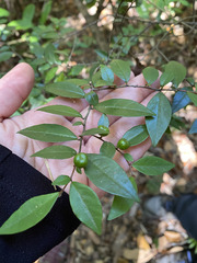 Rhamnus diffusa