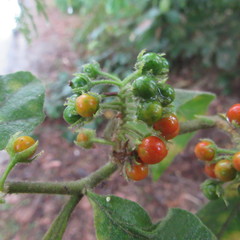 Solanum jamaicense