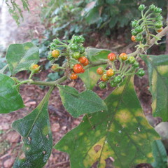 Solanum jamaicense