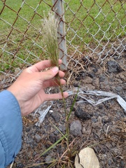 Schizachyrium condensatum
