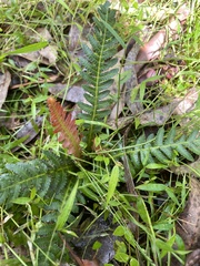 Blechnum asperum