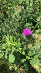 Cirsium vulgare