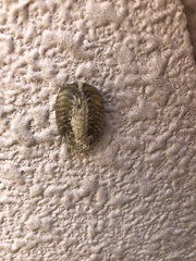 Hierodula patellifera patellifera