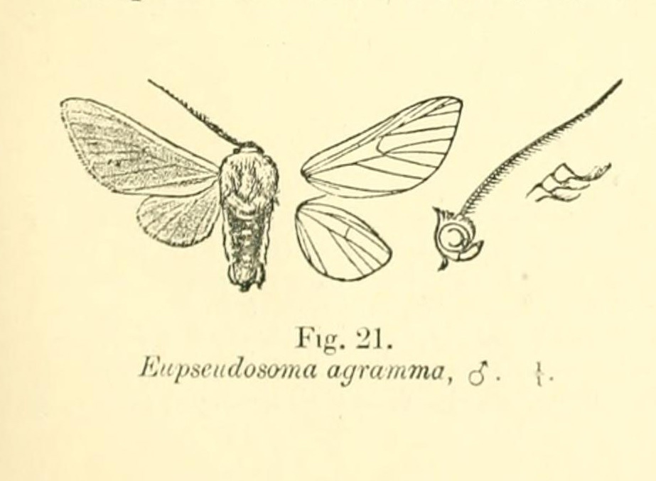 Eupseudosoma agramma