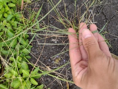 Digitaria violascens