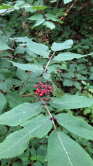 Sambucus racemosa