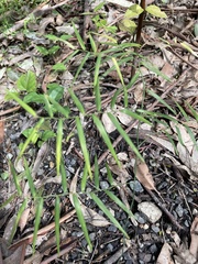 Geitonoplesium cymosum