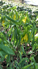 Uvularia grandiflora