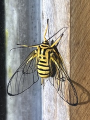 Gymnelia