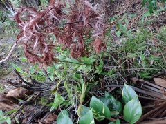 Epidendrum × obrienianum