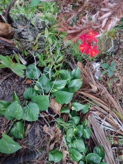 Epidendrum × obrienianum